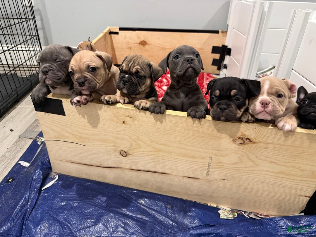 American Bully dogs for sale: American Bully Puppy 4 - Ad 7