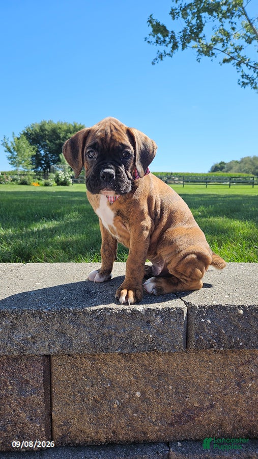 Boxer dogs Barney - Ad 2