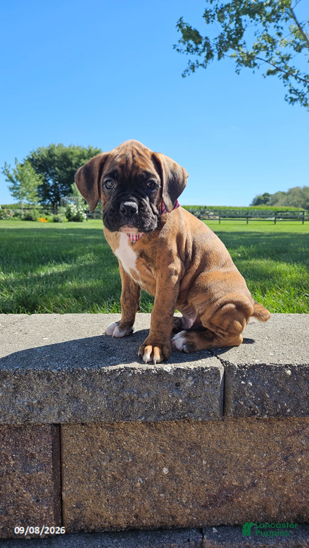 Boxer dogs for sale: Barney - Ad 2