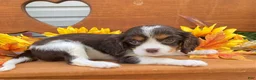 Cavalier King Charles Spaniel dogs for sale: Hero- chocolate tri  - Ad 2