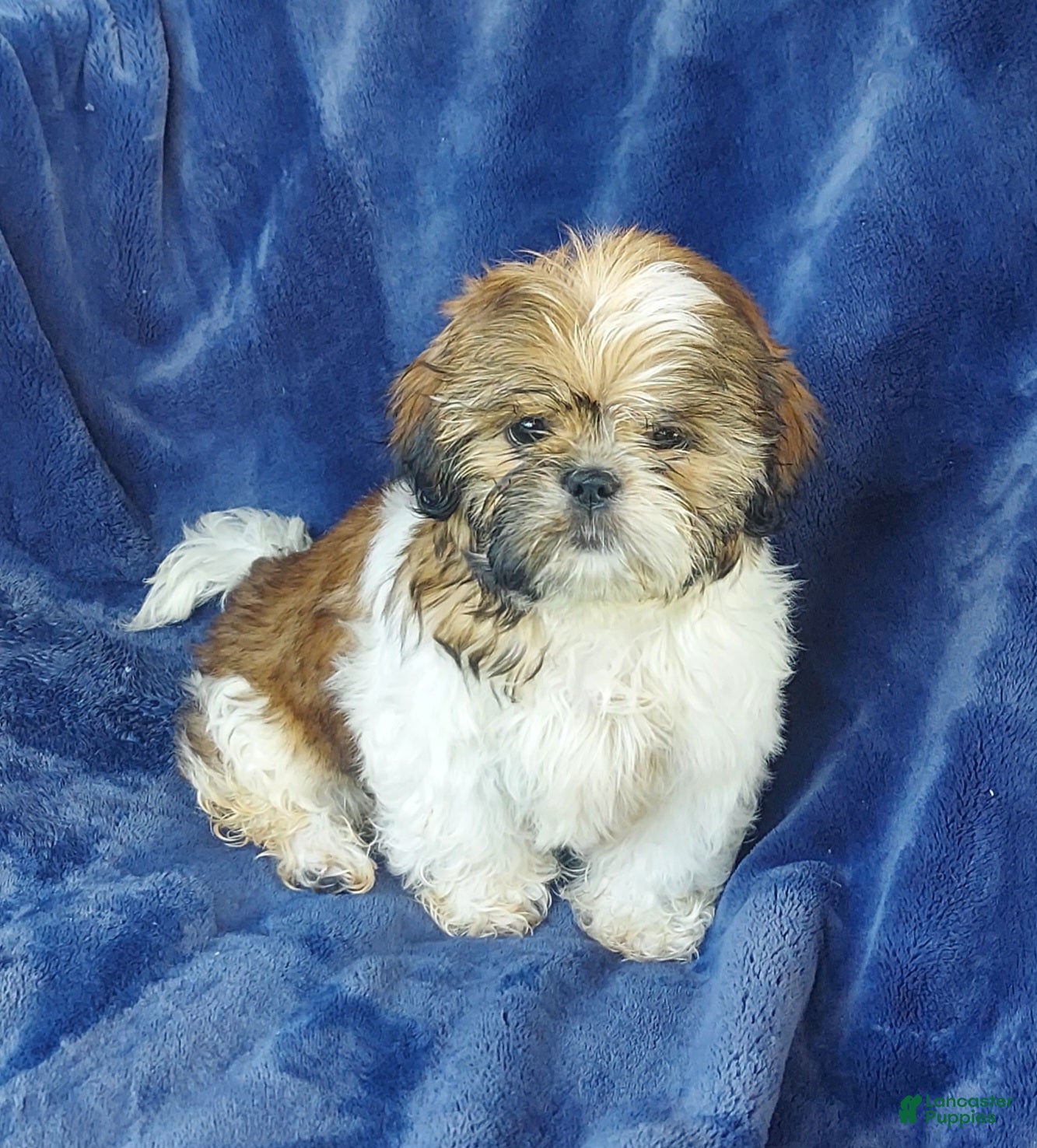 Shih Tzu dogs MOLLY - Ad 1