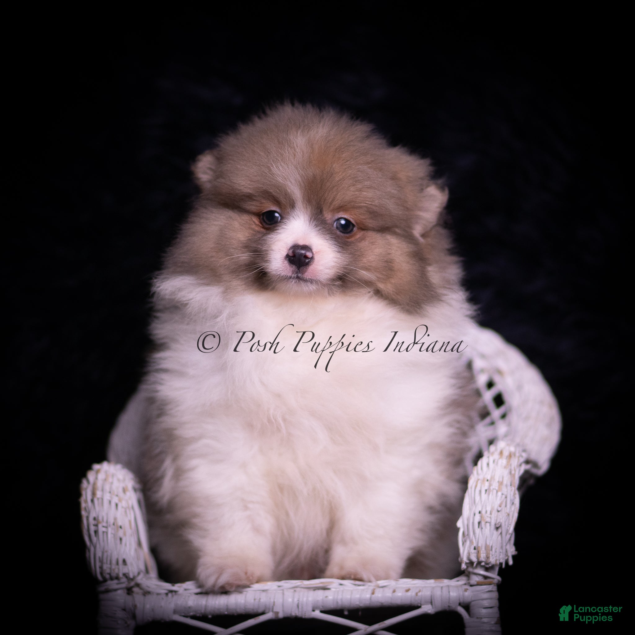 Pomeranian dogs Cartier - Ad 2