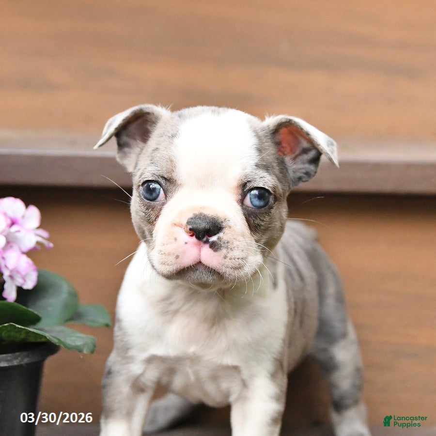 Boston Terrier dogs Tulip - Ad 2