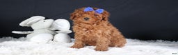 Miniature Poodle dogs for sale: BAILEY - Ad 2