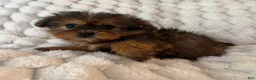 Mixed Breed dogs for sale: Remy - Ad 4