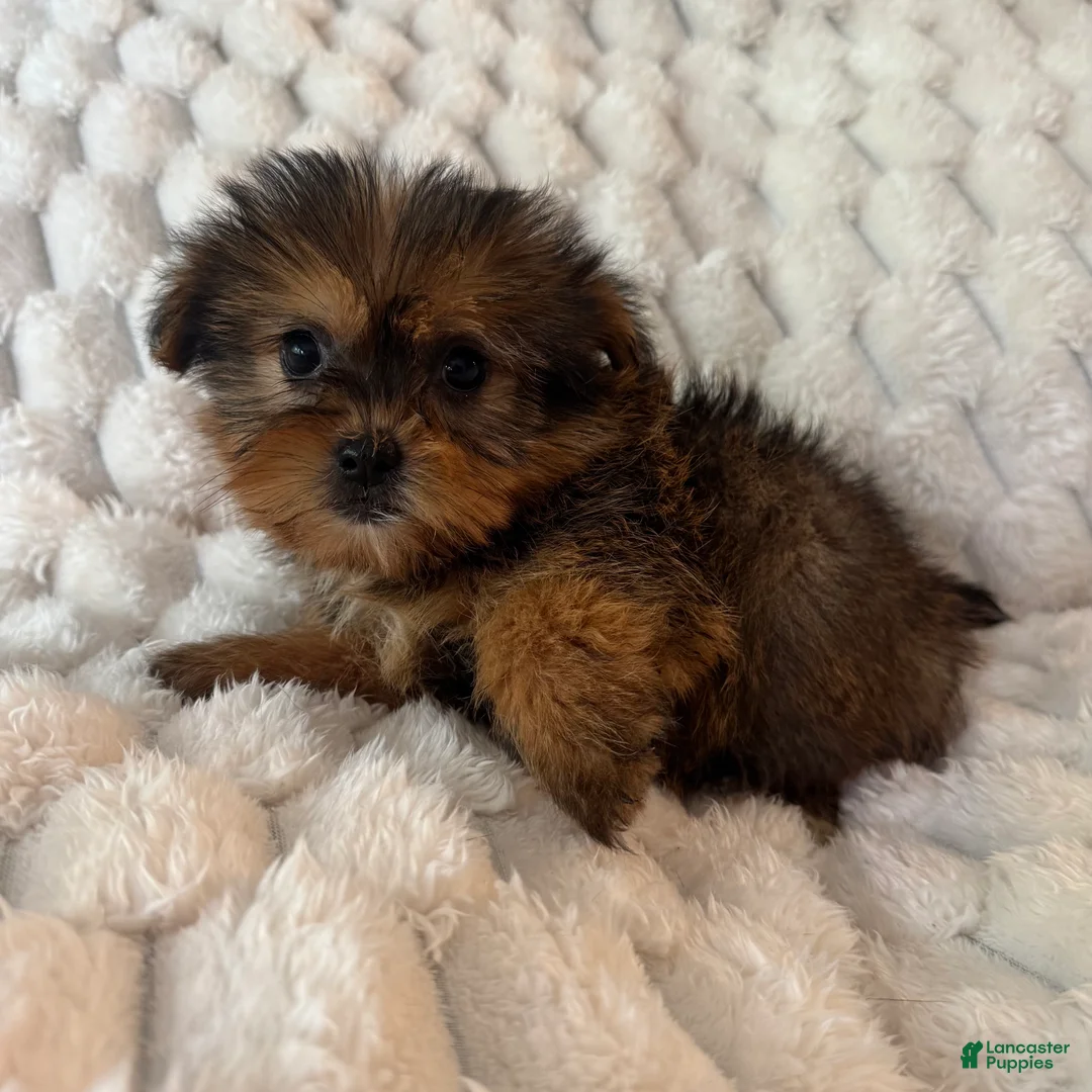 Mixed Breed dogs for sale: Remy - Ad 4