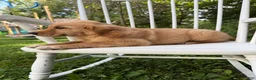Golden Retriever dogs for sale: Bo  - Ad 17