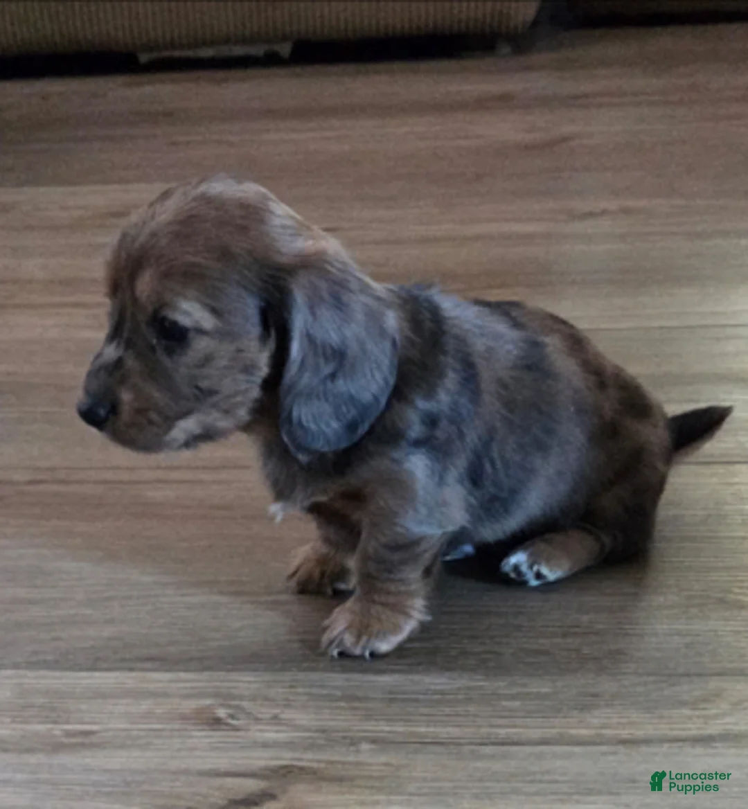Miniature Dachshund dogs for sale: Miniature Dachshund Puppy 3 - Ad 1