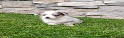 Welsh Corgi Pembroke dogs for sale: Welsh Corgi Pembroke 1 - Ad 3