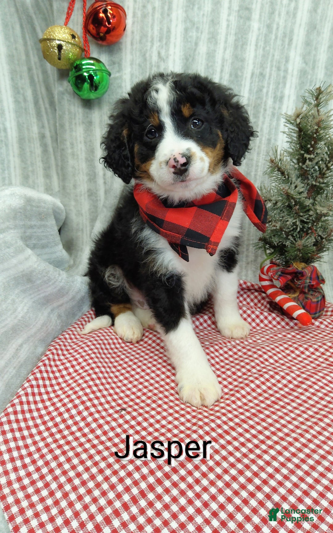 Mini Bernedoodle dogs for sale:  Jasper  - Ad 4