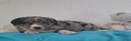 Mixed Breed dogs for sale: Nico - Ad 1