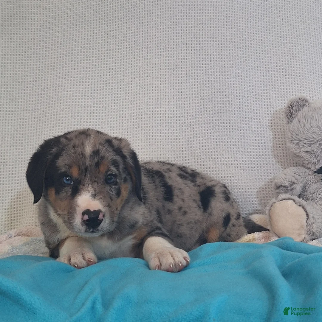 Mixed Breed dogs for sale: Nico - Ad 1