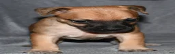 Rat Terrier dogs for sale: Wonton - Ad 3