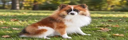 Pomeranian dogs for sale: Flynn  - Ad 24