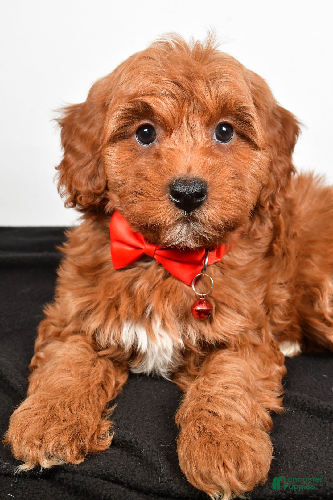 Cavapoo dogs for sale: Sparky - Ad 8