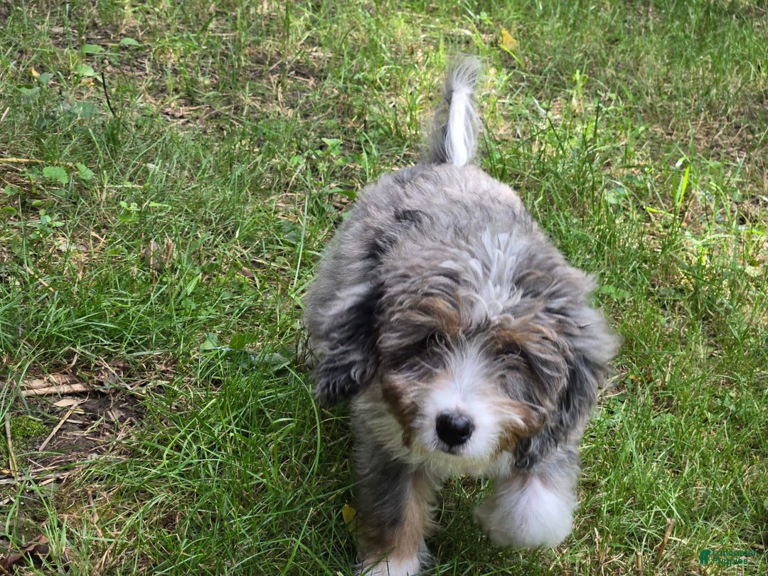 Gallery Image {{count}}