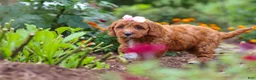 Cavapoo dogs for sale: Dixie - Ad 4