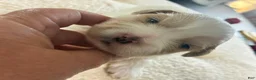 Shih Tzu dogs for sale: Shih Tzu 1 - Ad 4