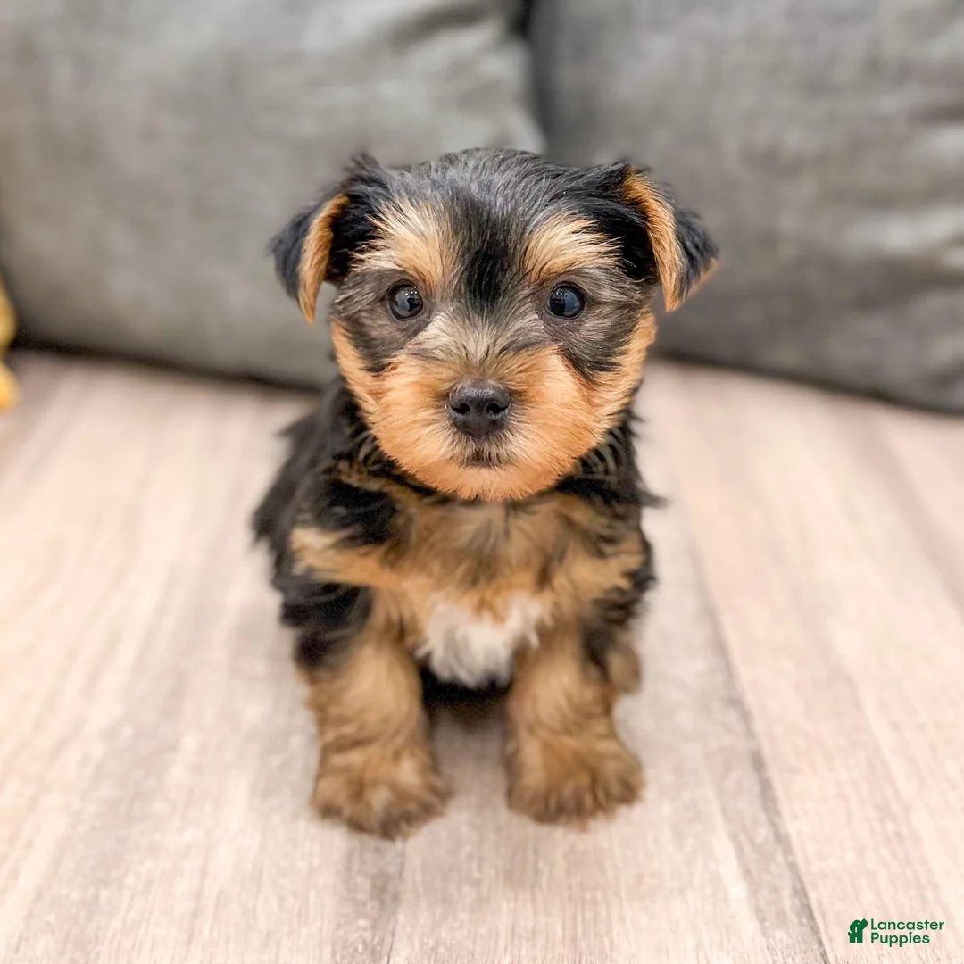 Yorkshire Terrier dogs for sale: Dash - Ad 7