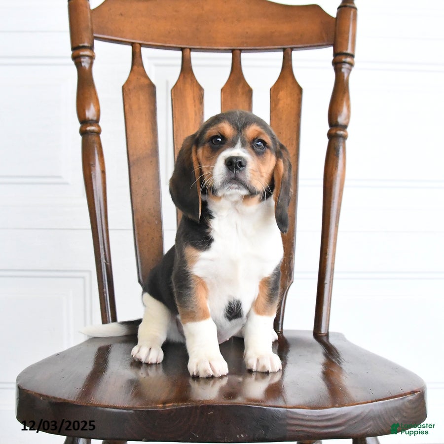 Beaglier dogs Hickory - Ad 6
