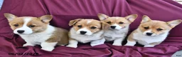 Welsh Corgi Pembroke dogs for sale: Kylie - Ad 3