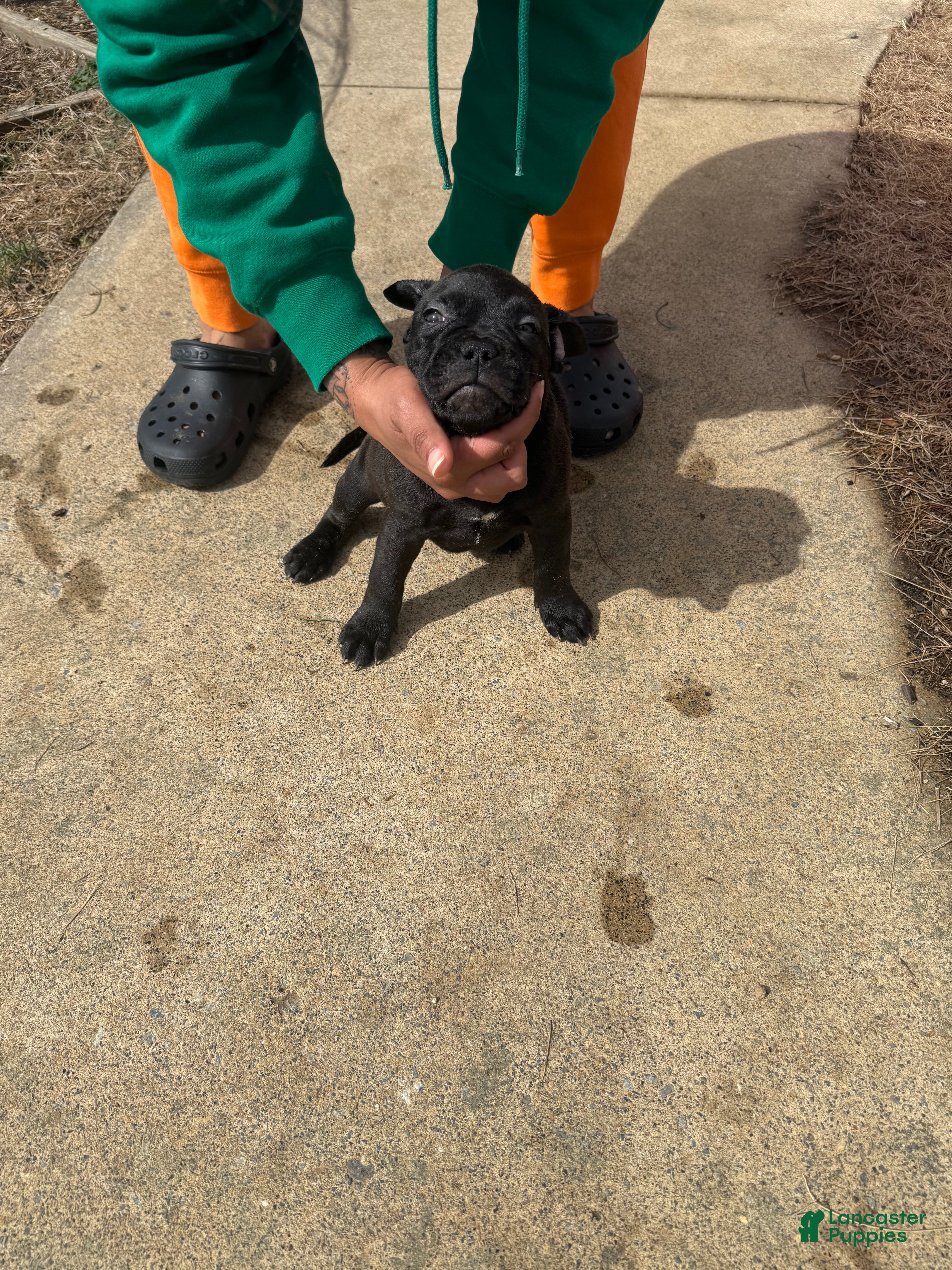 Mixed Breed dogs Mixed Breed Puppy 8 - Ad 29