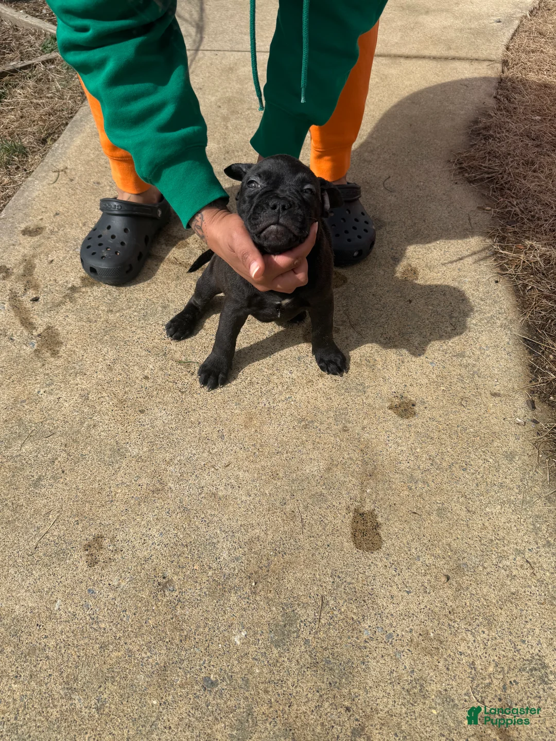 Mixed Breed dogs for sale: Mixed Breed Puppy 8 - Ad 1