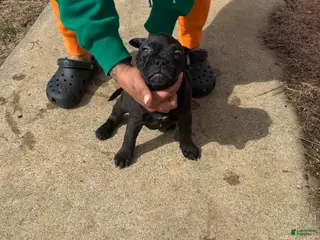 Mixed Breed dogs Mixed Breed Puppy 8 - Ad 15