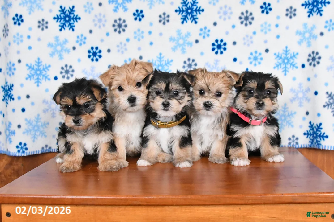 Morkie dogs for sale: Maggie - Ad 3