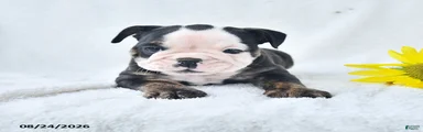 Darla
