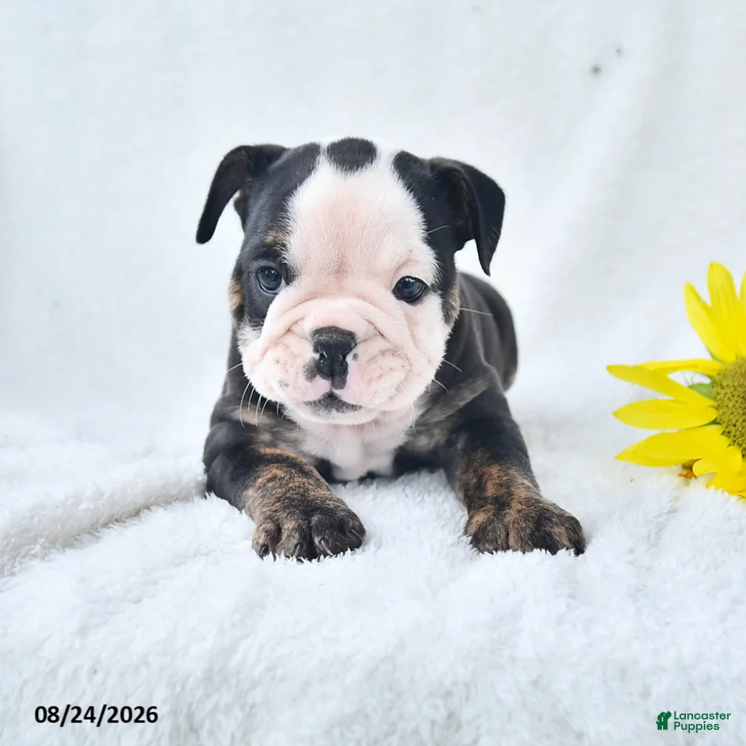 Olde English Bulldogge dogs for sale: Darla - Ad 1