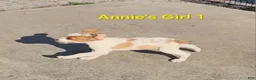 Brittany Spaniel dogs for sale: AKC/UKC French Brittany Annie's Girl 1 - Ad 3