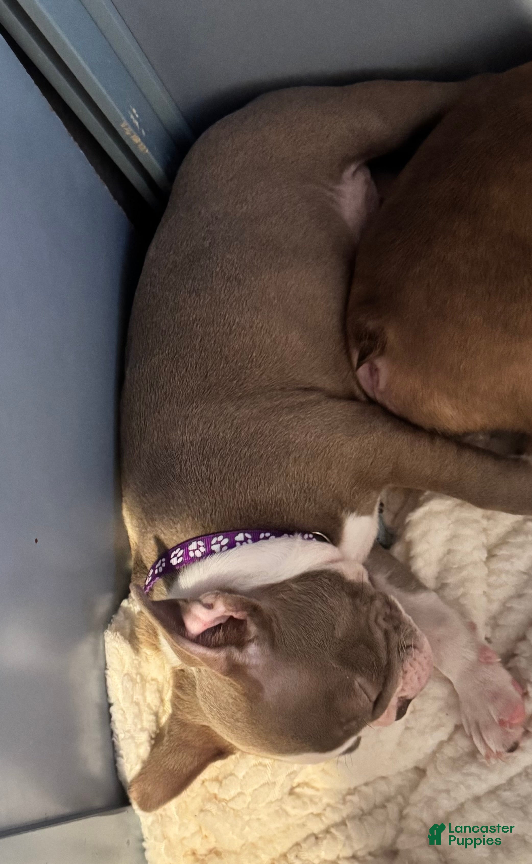 Boston Terrier dogs Joe  - Ad 35