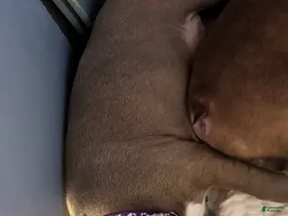 Boston Terrier dogs Joe - Ad 35