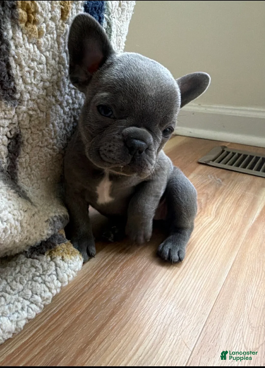 French Bulldog dogs for sale: French Bulldog litter of 3 puppies - Ad 1