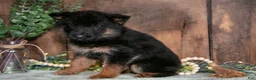 German Shepherd dogs for sale: Bella - Ad 3