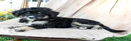 Mini Bernedoodle dogs for sale: Speckles - Ad 2