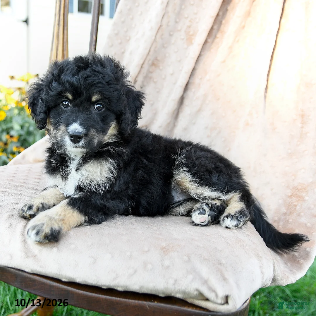 Mini Bernedoodle dogs for sale: Speckles - Ad 2