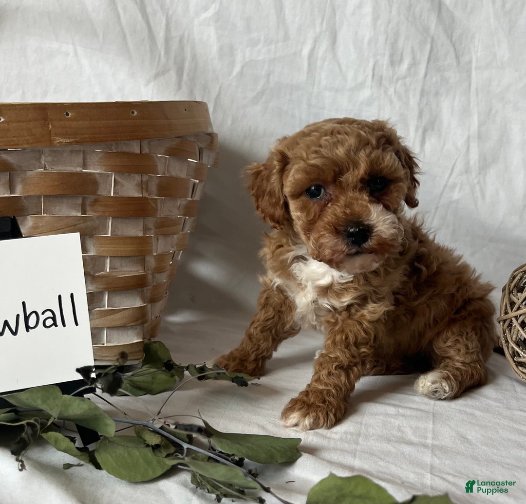 Maltipoo dogs for sale: Snowball - Ad 1