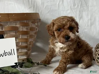 Maltipoo dogs Snowball - Ad 41