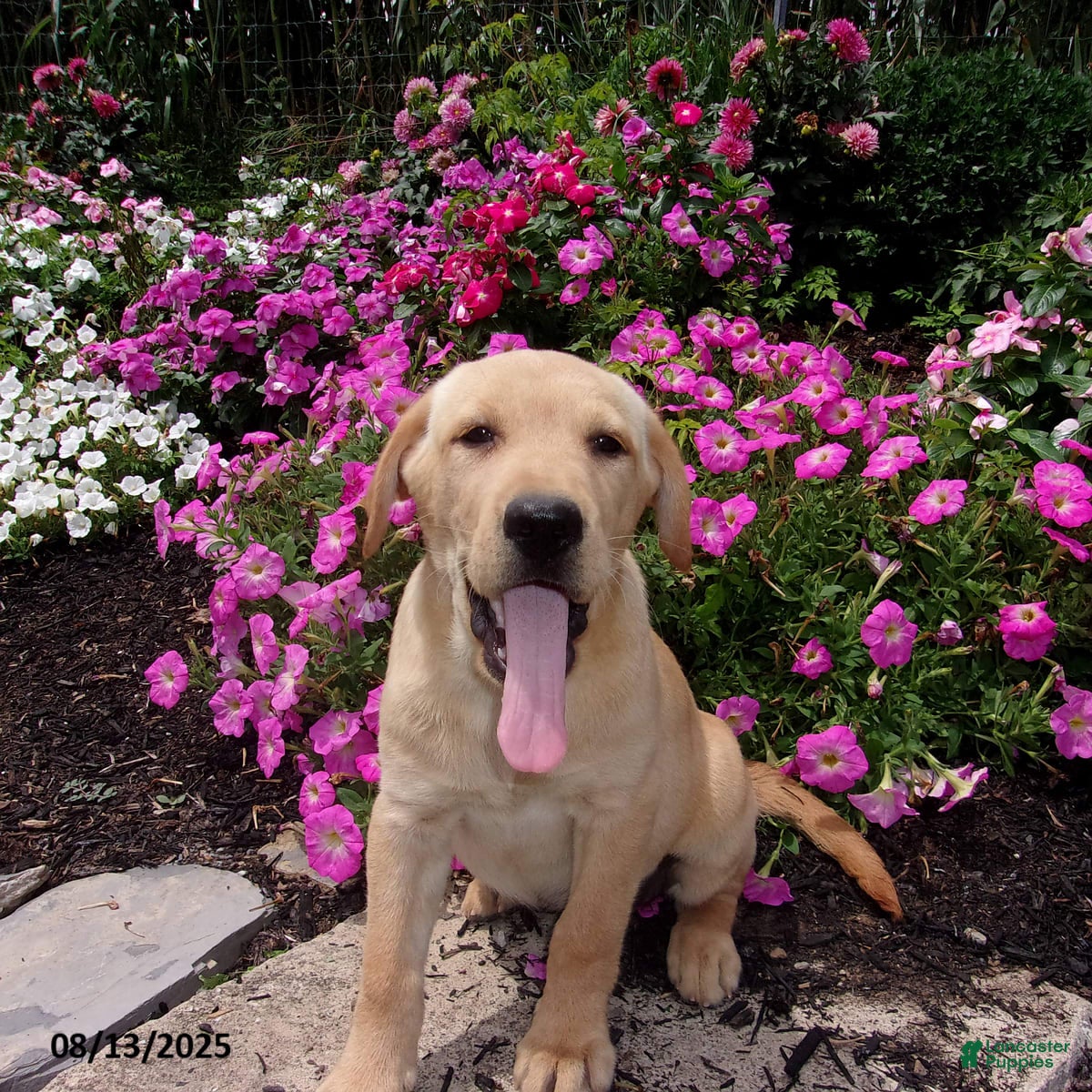 Labrador Retriever dogs Melody - Ad 33