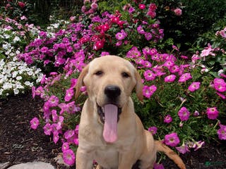 Labrador Retriever dogs Melody - Ad 12