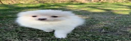 Pomeranian dogs for sale: Saye  - Ad 6