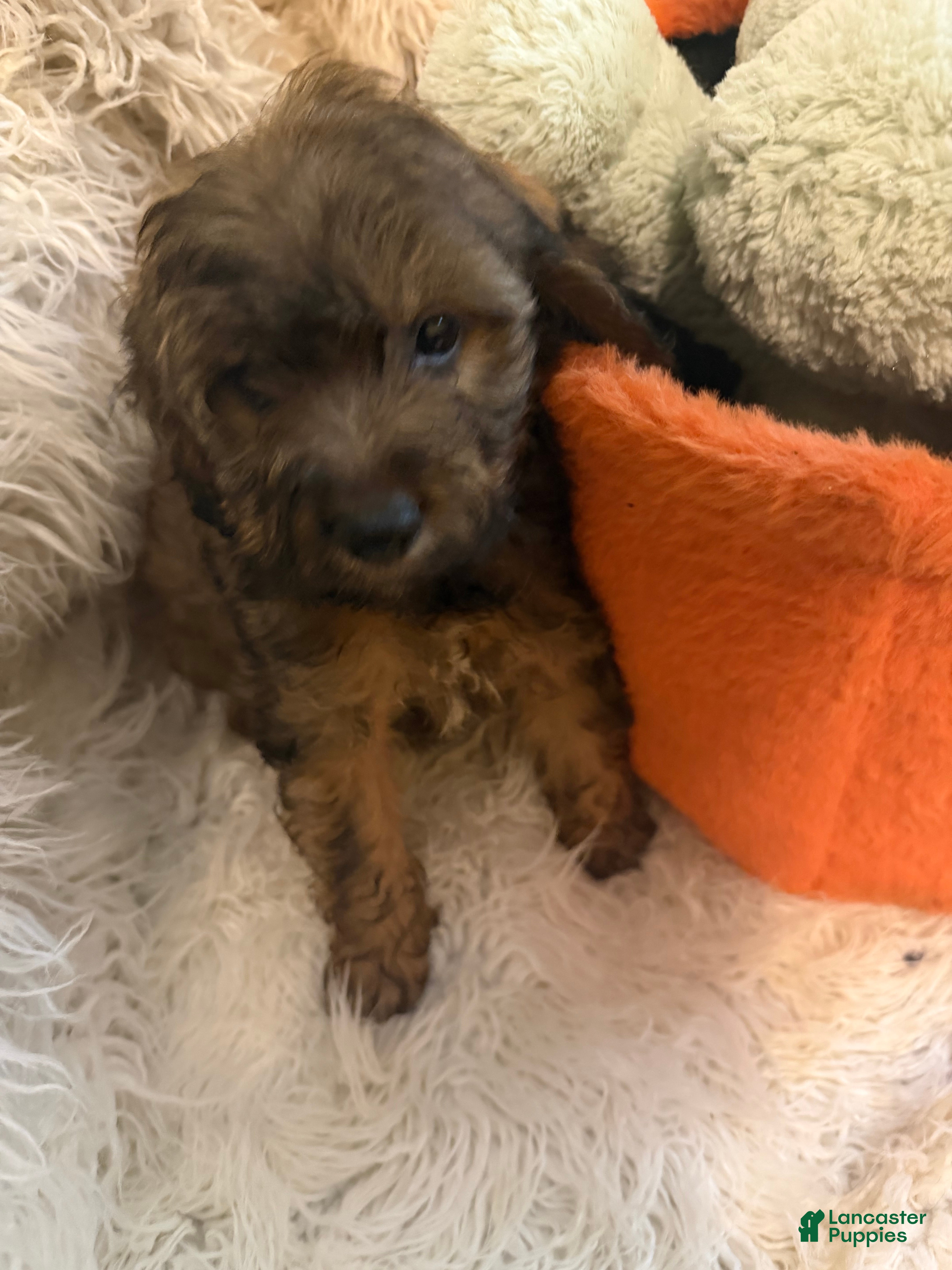 Lhasapoo dogs Lauren - Ad 1