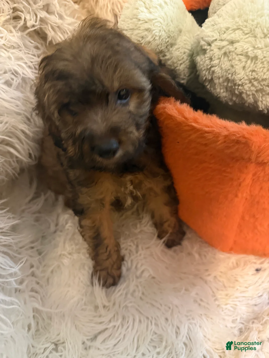 Lhasapoo dogs for sale: Lauren - Ad 1