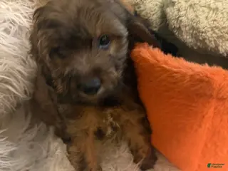 Lhasapoo dogs for sale: Lauren - Ad 2