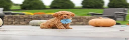 Cavapoo dogs for sale: Cosby - Ad 9