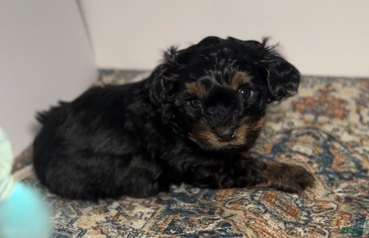 Mixed Breed dogs Prince - Ad 10