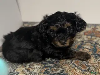 Mixed Breed dogs Prince - Ad 10