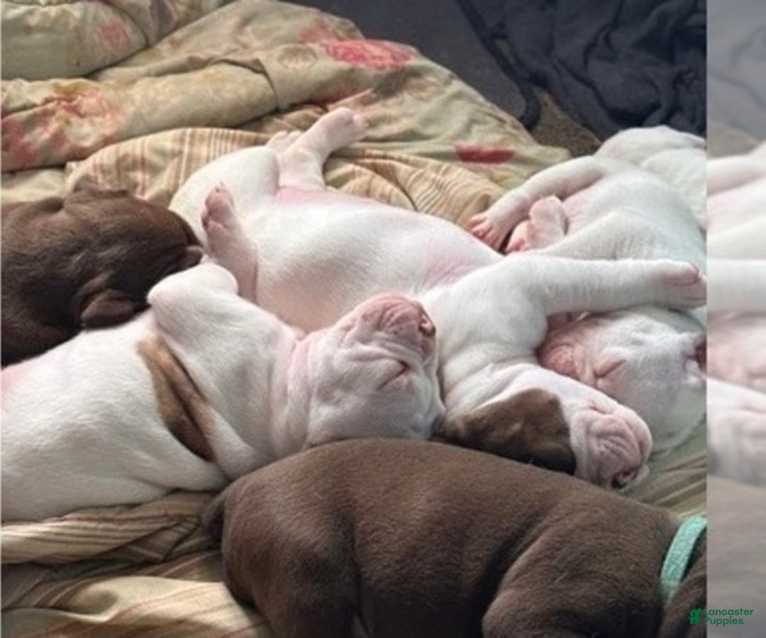 Olde English Bulldogge dogs for sale: Olde English Bulldogge Puppy 5 - Ad 9